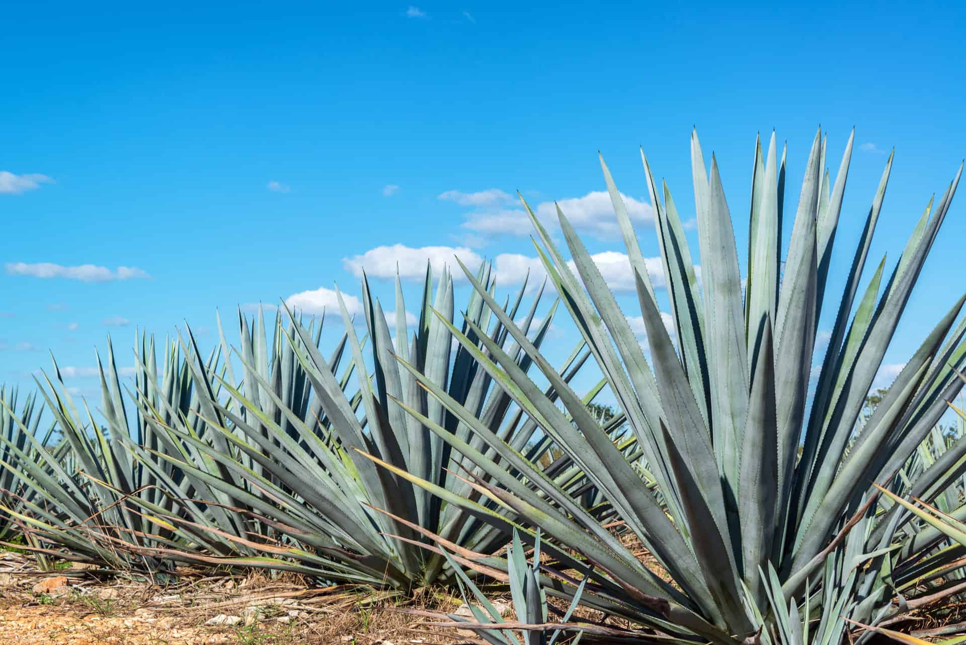 Blue Agave and Blue sky Blue agave plants in Mexico with a beautiful blue sky