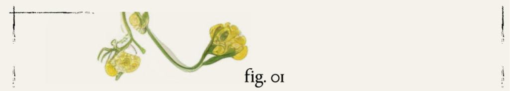 Titre Fig.01 Fleurs