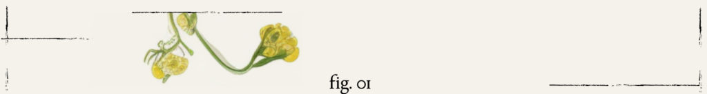Titre Fig. 01 - Branches & Fleurs