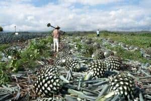 fammer with agave plant 1